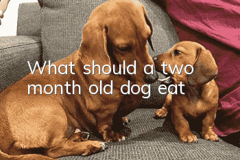 What should a two month old dog eat?