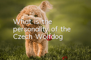 What is the personality of the Czech Wolfdog?