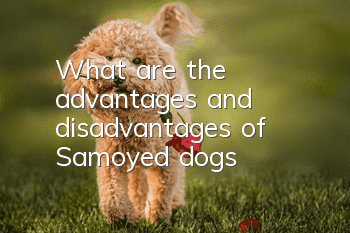 What are the advantages and disadvantages of Samoyed dogs