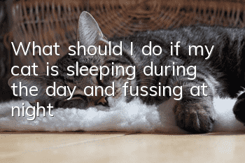 What should I do if my cat is sleeping during the day and fussing at night?