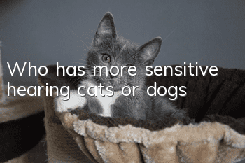 Who has more sensitive hearing, cats or dogs?