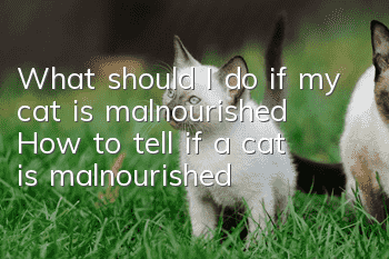 What should I do if my cat is malnourished? How to tell if a cat is malnourished?