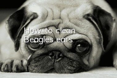 How to clean Beagle’s ears