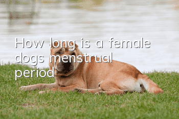 How long is a female dog’s menstrual period?