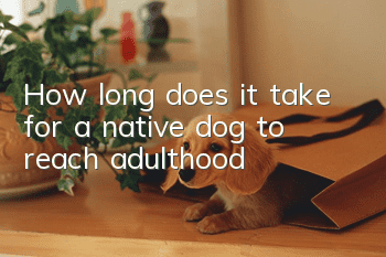 How long does it take for a native dog to reach adulthood?