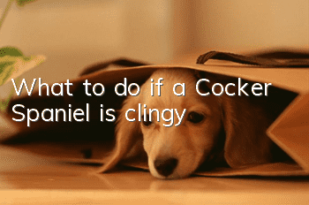 What to do if a Cocker Spaniel is clingy?