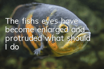 The fish’s eyes have become enlarged and protruded, what should I do?