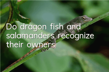 Do dragon fish and salamanders recognize their owners?