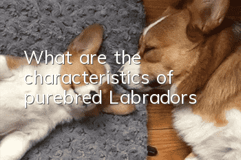 What are the characteristics of purebred Labradors?