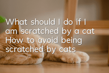 What should I do if I am scratched by a cat? How to avoid being scratched by cats?