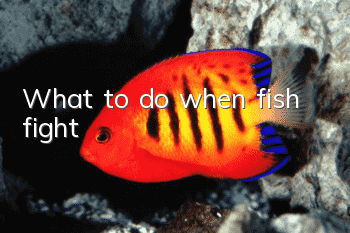 What to do when fish fight?