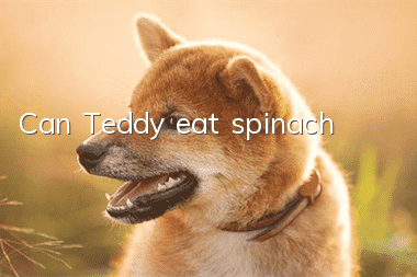 Can Teddy eat spinach?