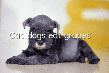 Can dogs eat grapes?