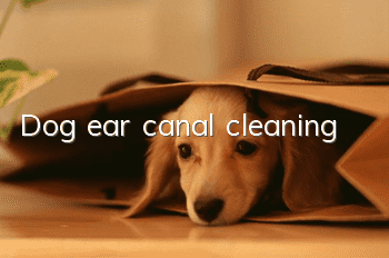 Dog ear canal cleaning