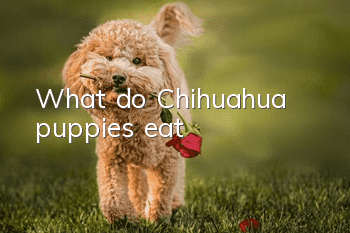 What do Chihuahua puppies eat?