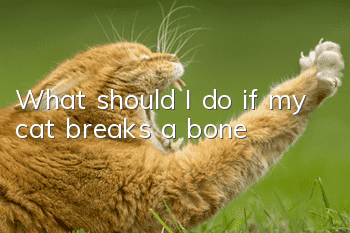 What should I do if my cat breaks a bone?