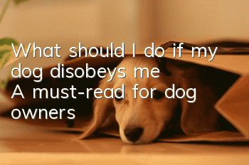 What should I do if my dog ​​disobeys me? A must-read for dog owners!