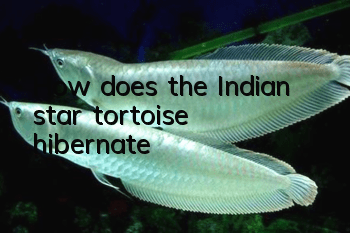 How does the Indian star tortoise hibernate?