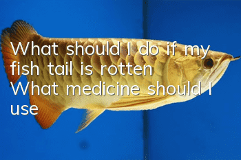 What should I do if my fish tail is rotten? What medicine should I use?