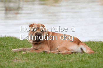 How to raise a Dalmatian dog