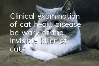 Clinical examination of cat heart disease, be wary of the invisible killer of cats!