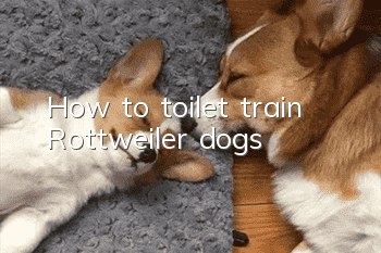 How to toilet train Rottweiler dogs