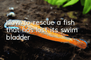 How to rescue a fish that has lost its swim bladder