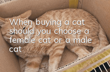 When buying a cat, should you choose a female cat or a male cat?