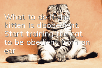 What to do if the kitten is disobedient. Start training the cat to be obedient from an early age.