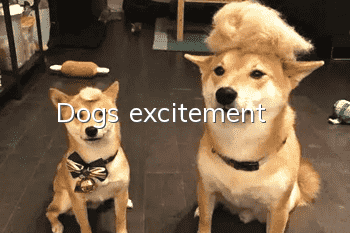 Dog’s excitement