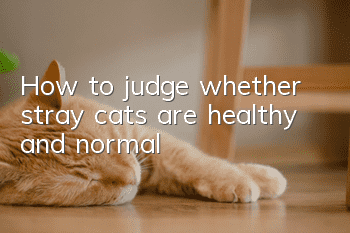 How to judge whether stray cats are healthy and normal?