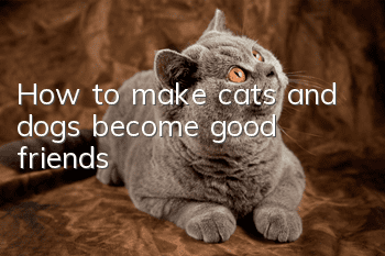 How to make cats and dogs become good friends?