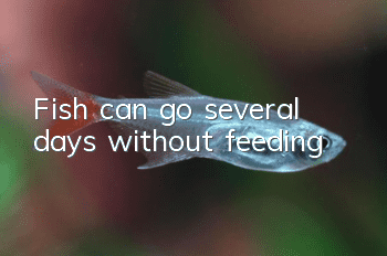 Fish can go several days without feeding