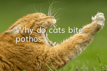 Why do cats bite pothos?