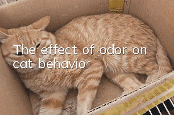 The effect of odor on cat behavior