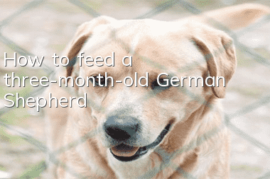 How to feed a three-month-old German Shepherd