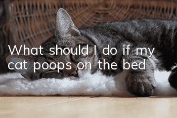 What should I do if my cat poops on the bed?