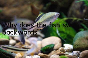 Why does the fish swim backwards?