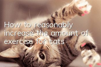 How to reasonably increase the amount of exercise for cats?