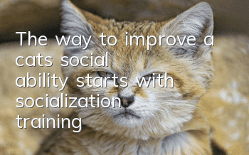 The way to improve a cat’s “social ability” starts with socialization training!