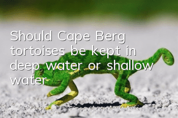 Should Cape Berg tortoises be kept in deep water or shallow water?