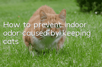 How to prevent indoor odor caused by keeping cats?