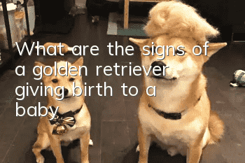 What are the signs of a golden retriever giving birth to a baby?