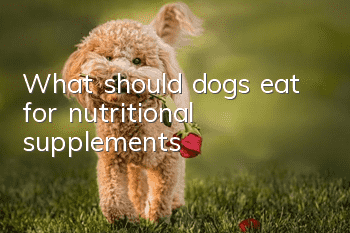 What should dogs eat for nutritional supplements?