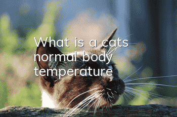 What is a cat's normal body temperature?