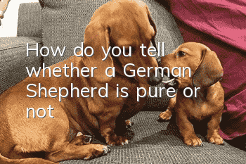 How do you tell whether a German Shepherd is pure or not?