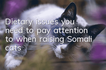 Dietary issues you need to pay attention to when raising Somali cats