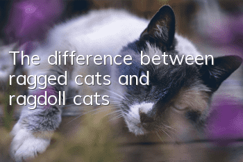 The difference between ragged cats and ragdoll cats