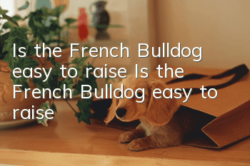 Is the French Bulldog easy to raise? Is the French Bulldog easy to raise?