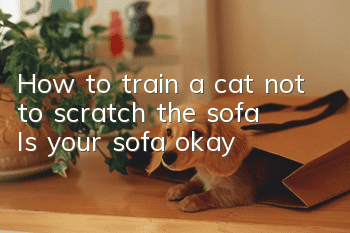 How to train a cat not to scratch the sofa? Is your sofa okay?